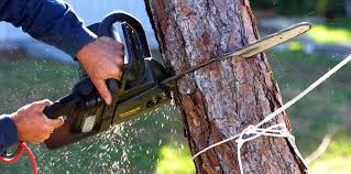 How Our Tree Care Process Works  in Percy, IL